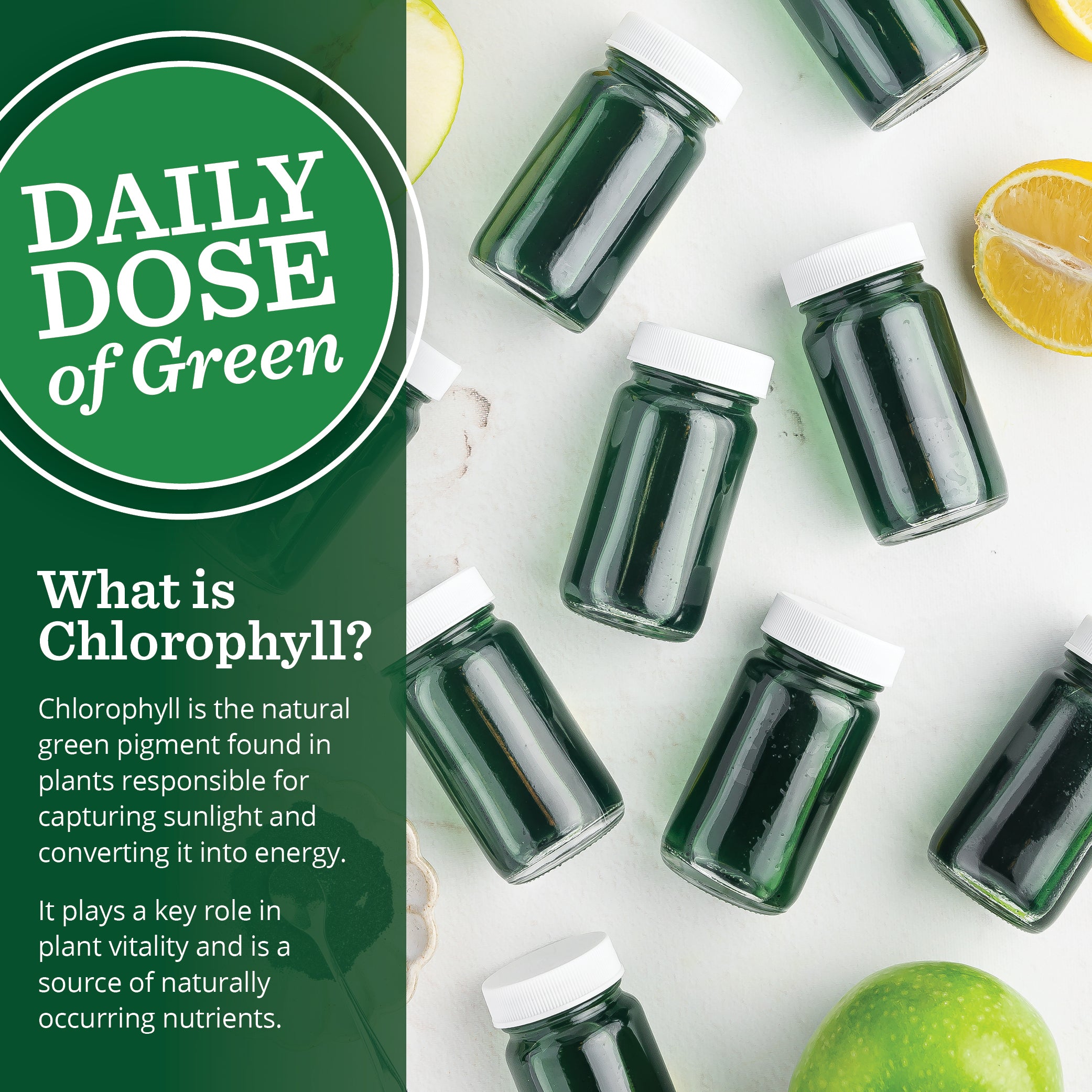 daily dose of green what is chlorophyll