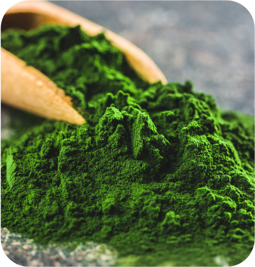 Chlorophyll Nature's Detoxifier