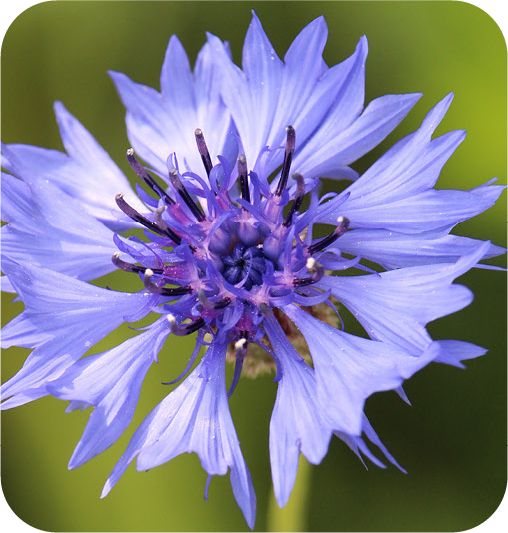 Clean wellness ingredients