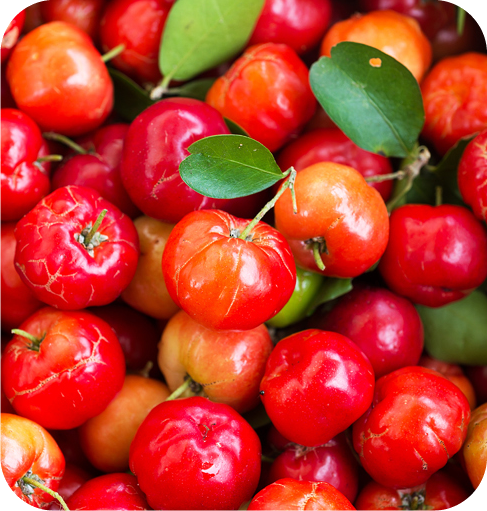 Acerola Cherry